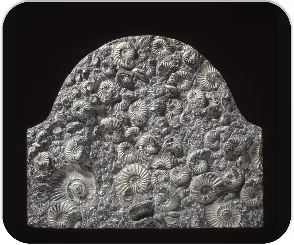 Ammonite memorial stone C013  /  6642