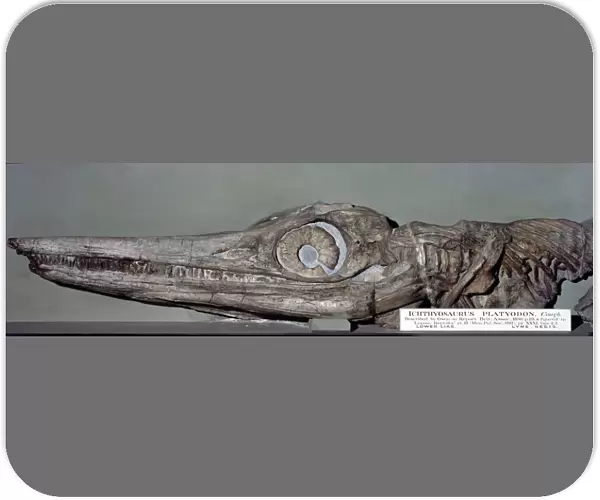 Ichthyosaurus fossil C013  /  7904