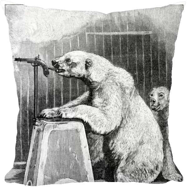 Performing bears, 1893 C013  /  9111