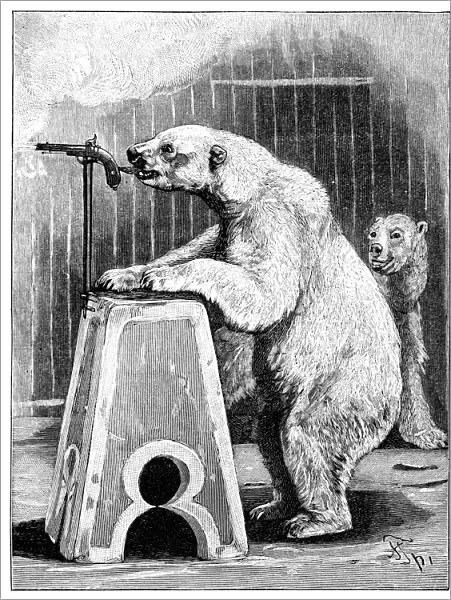 Performing bears, 1893 C013  /  9111