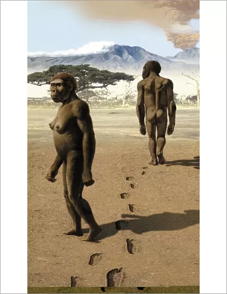 Australopithecus afarensis, artwork C013  /  9569