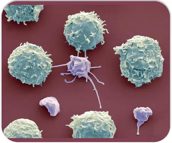 White blood cells and platelets, SEM C016  /  3098