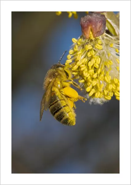 Honey bee collecting pollen C016  /  4700