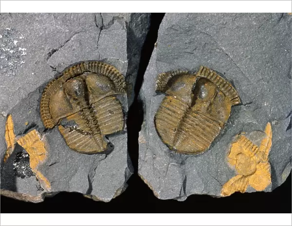 Trinucleus, trilobite fossil C016  /  4995