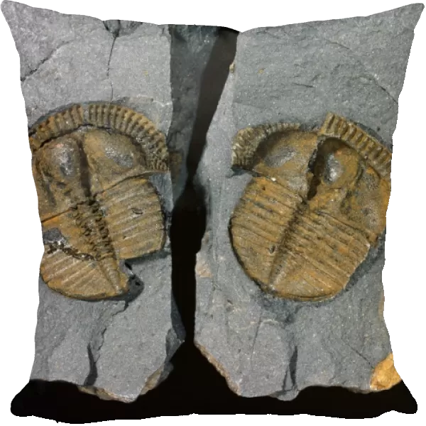 Trinucleus, trilobite fossil C016  /  4995