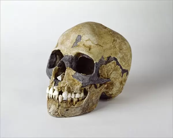 Homo sapiens skull (Qafzeh 11) C016  /  5080