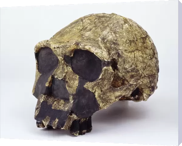 Homo ergaster cranium (KNM-ER 3733) C016  /  5095