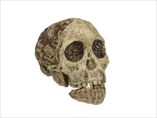 Taung Child skull (Taung 1) C016  /  5103