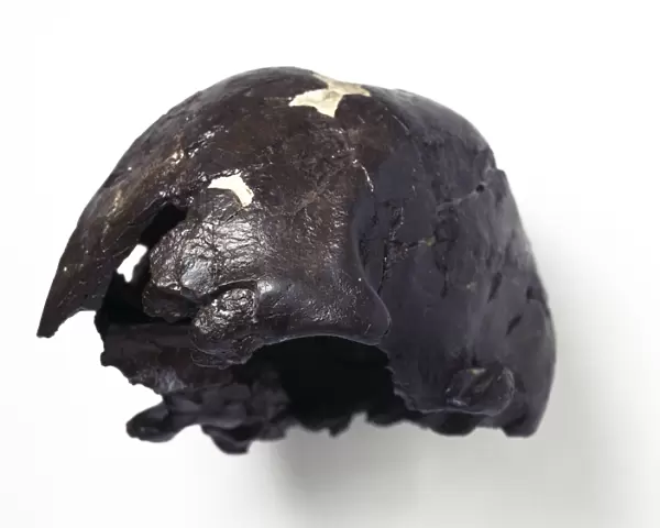 Homo sapiens cranium (Omo 2) C016  /  5167