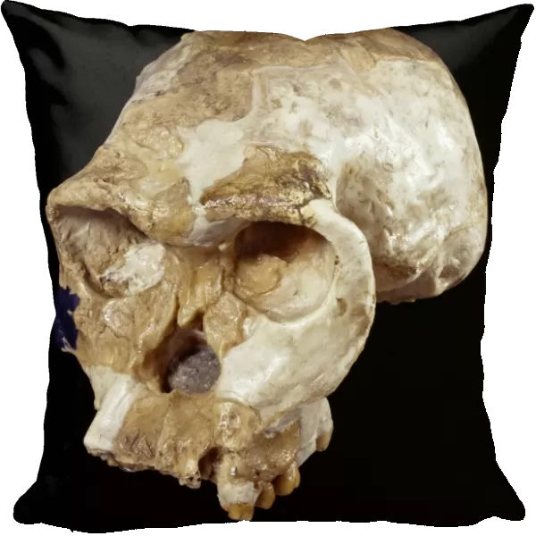 Homo habilis cranium (OH 24) C016  /  5252