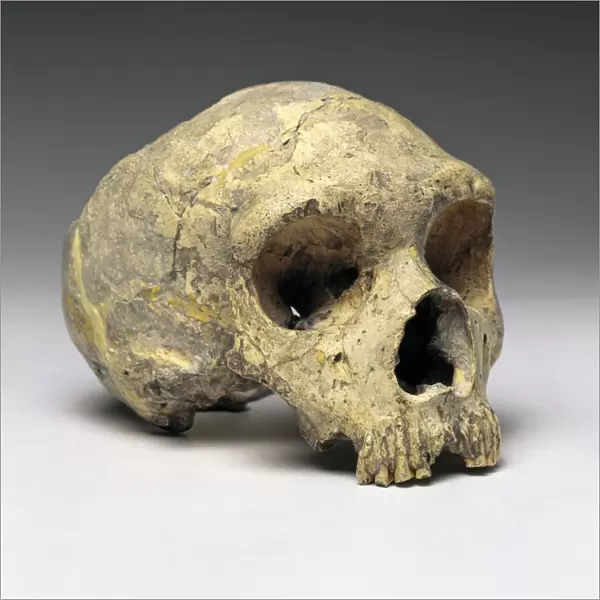 Neanderthal cranium (Gibraltar 1) C016  /  5324