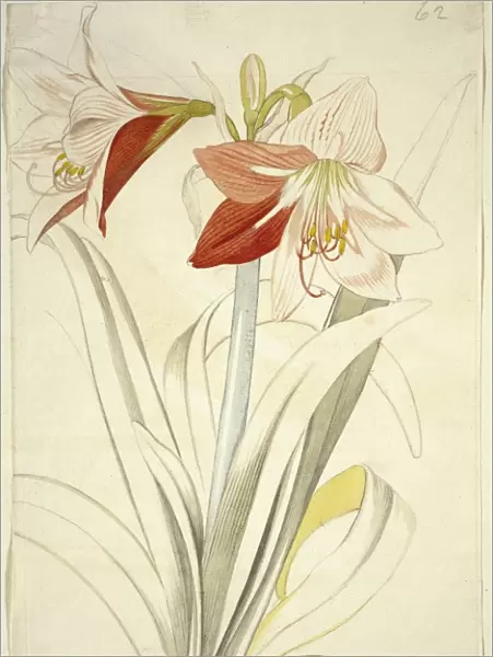 Lily (Lilium sp. ) C016  /  5540