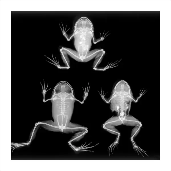 Boulengers narrow-eyed frog, X-ray