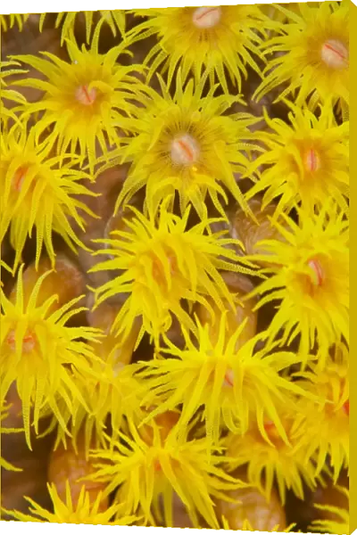 Detail of coral polyps in Indonesia