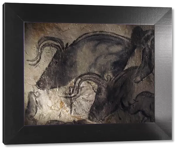 Prehistoric cave paintings, Chauvet C016  /  0576
