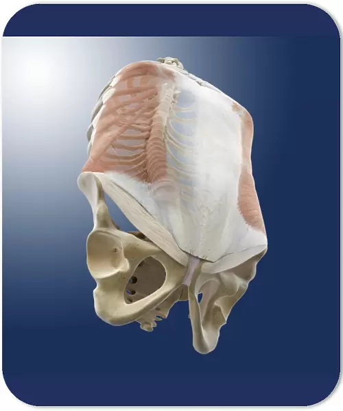 Abdominal external oblique muscle C014  /  5061