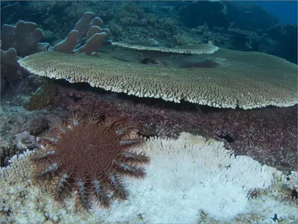 Starfish destroying the reef as it feeds