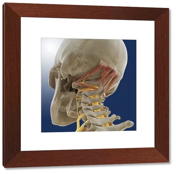 Suboccipital muscles and nerve, artwork C014  /  5097