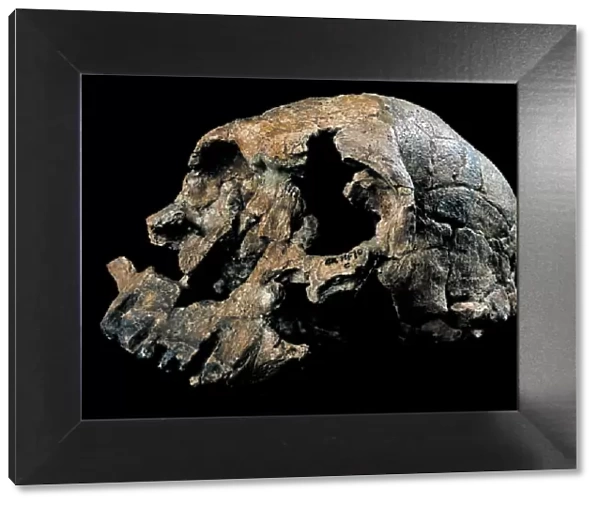 Homo rudolfensis skull (KNM-ER 1470) C015  /  6930