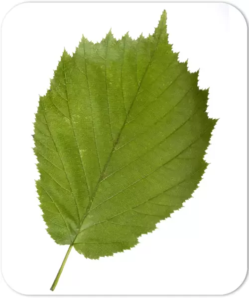 Hazel (Corylus avellana) tree leaf C014  /  0719