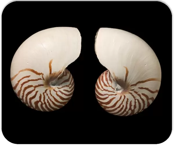 Common nautilus shells C016  /  6049