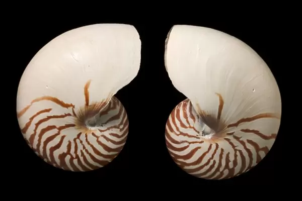Common nautilus shells C016  /  6049