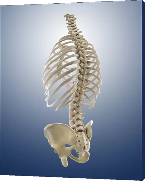 Bones of the torso, artwork