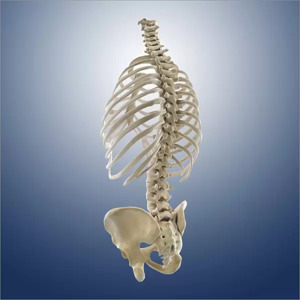 Bones of the torso, artwork