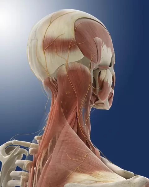 Neck muscles and nerves, artwork