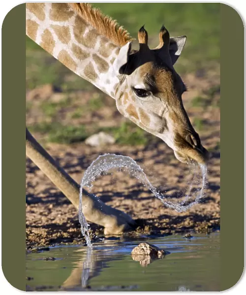 Giraffe at a watering hole C014  /  0911
