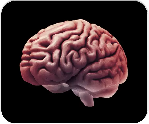 Healthy brain, MRI scan C018  /  0650