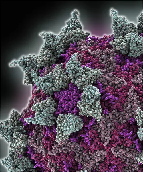 Rhinovirus and antibody, molecular model C015  /  7139