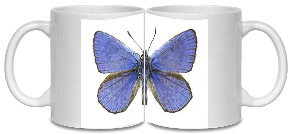 Eschers blue butterfly