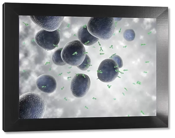 Antibodies and B cells, artwork C016  /  6255