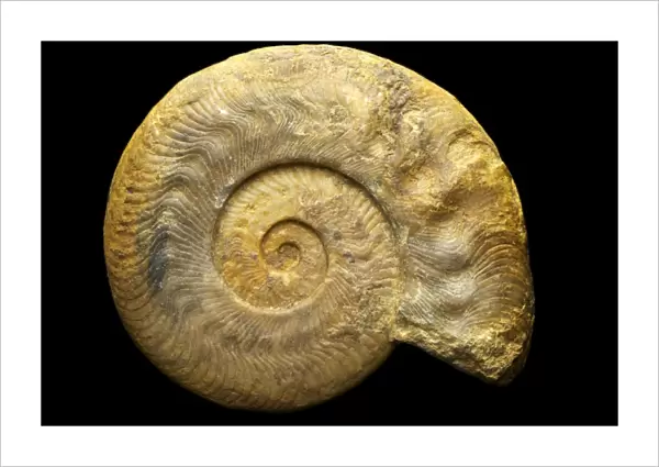 Ammonite Pathology