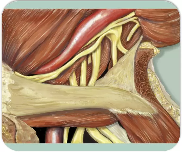 Left shoulder nerve plexus, artwork C016  /  6814