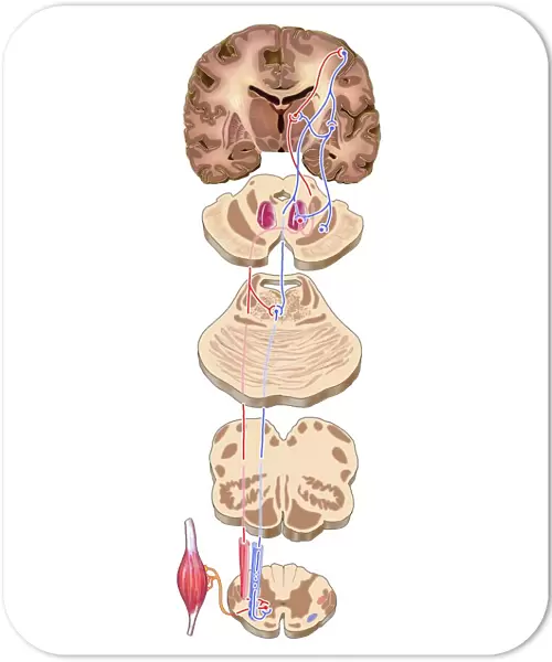 Brain motor cortex pathways, artwork C016  /  6532