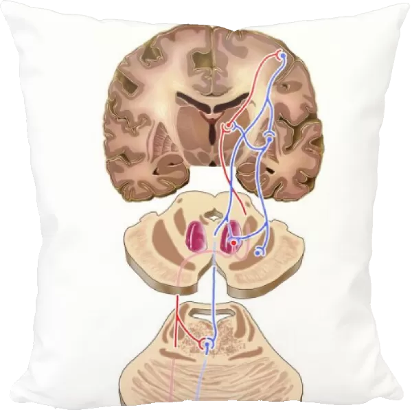 Brain motor cortex pathways, artwork C016  /  6532