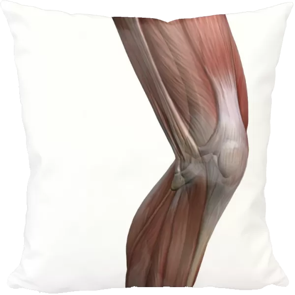 Knee muscles and bones, artwork C016  /  7013