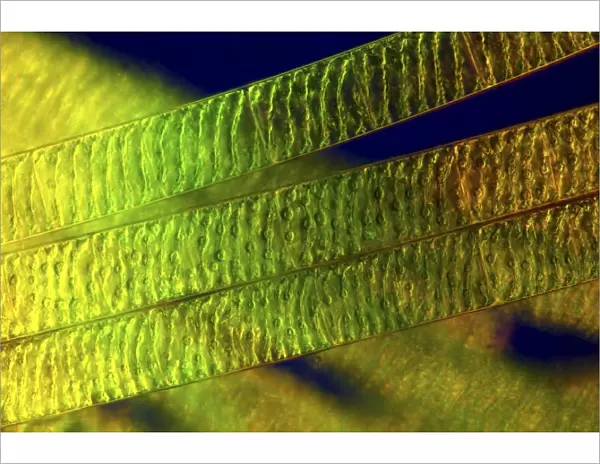 Spirogyra algae, light micrograph C016  /  9594