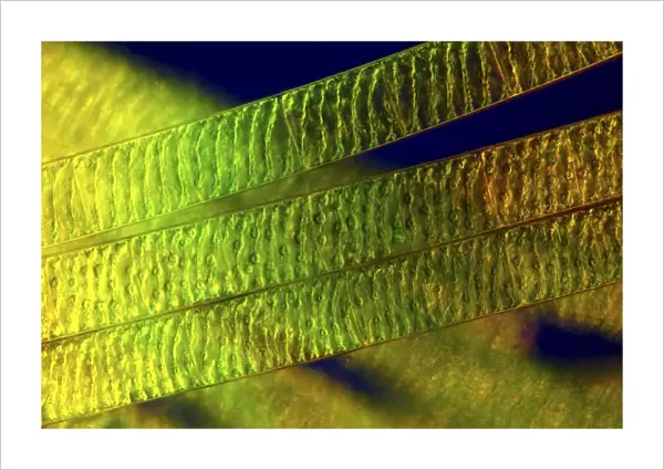 Spirogyra algae, light micrograph C016  /  9594