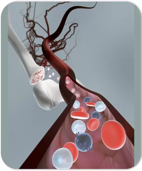 Haematopoietic stem cells, artwork