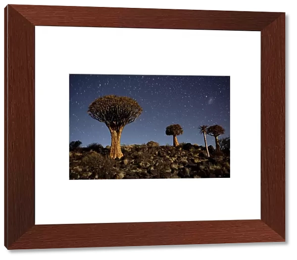 Quiver tree forest at night showing stars C018  /  9294