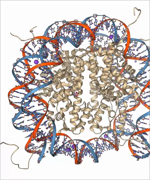 Nucleosome molecule F006  /  9314