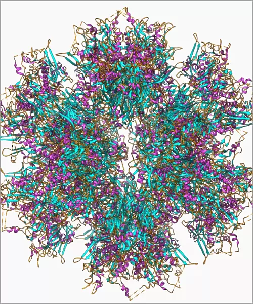 Adenovirus penton base protein F006  /  9542