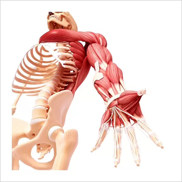 Human arm musculature, artwork F007  /  1379