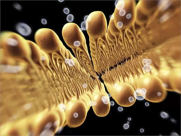 Cell membrane lipid bilayer, artwork F007  /  1477