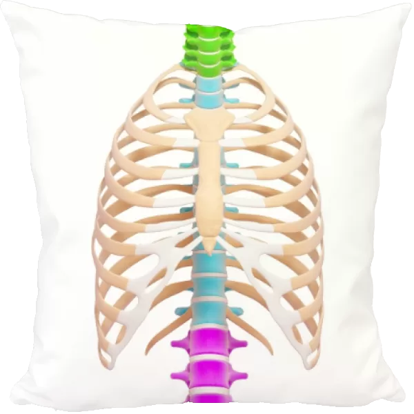 Human spine, artwork F007  /  2916