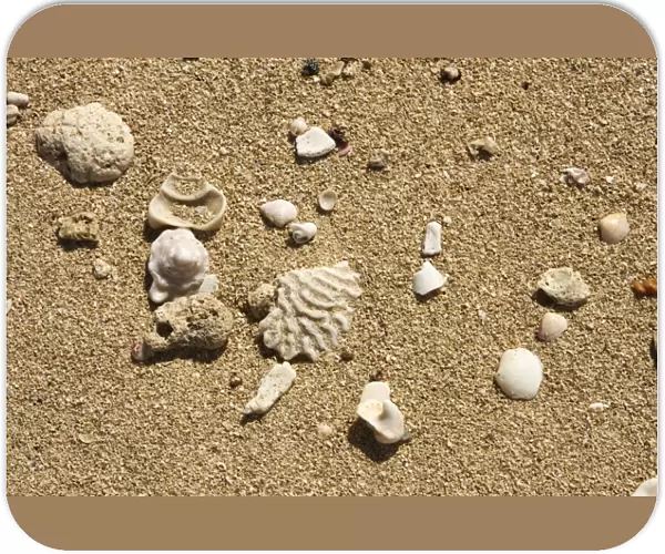 Seashell on the shore