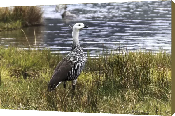 Upland Goose, Bahia Lapataia park F008  /  3636